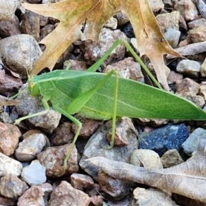 Caedicia simplex at Sullivans Creek, Lyneham South - 7 Mar 2024 10:41 AM