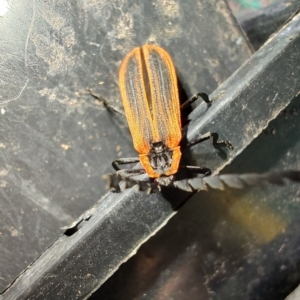 Porrostoma sp. (genus) at QPRC LGA - 7 Mar 2024 10:45 AM