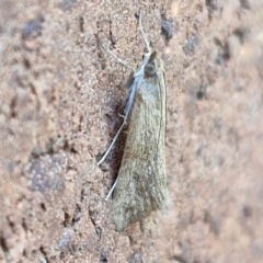 Achyra (genus) (Unidentified Achyra) at Lyneham, ACT - 6 Mar 2024 by trevorpreston