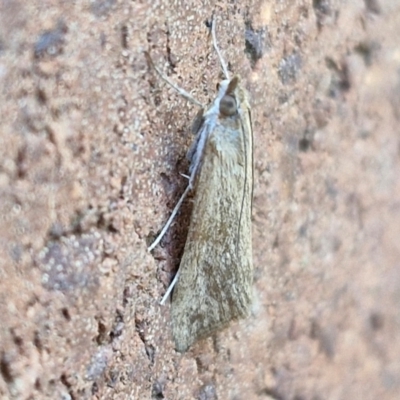 Achyra (genus) (Unidentified Achyra) at Sullivans Creek, Lyneham South - 6 Mar 2024 by trevorpreston