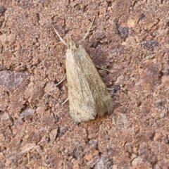 Achyra (genus) at Sullivans Creek, Lyneham South - 7 Mar 2024 10:40 AM