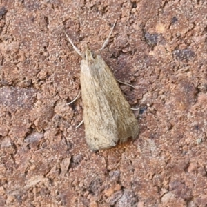 Achyra (genus) at Sullivans Creek, Lyneham South - 7 Mar 2024 10:40 AM