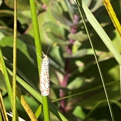 Utetheisa (genus) (A tiger moth) at Bellmount Forest, NSW - 6 Mar 2024 by Trillian