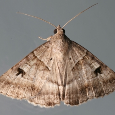 Mocis alterna (Bean Looper) at Ainslie, ACT - 6 Mar 2024 by jb2602