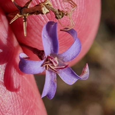 Wahlenbergia sp. (Bluebell) at Mawson, ACT - 7 Mar 2024 by Mike