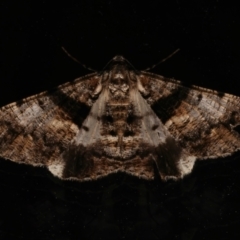 Gastrinodes argoplaca (Cryptic Bark Moth) at Ainslie, ACT - 6 Mar 2024 by jb2602