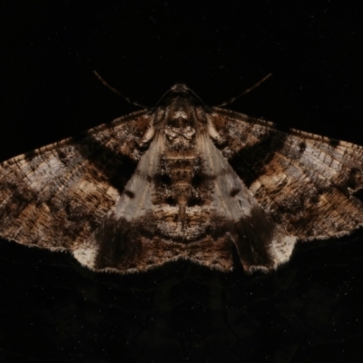 Gastrinodes argoplaca (Cryptic Bark Moth) at Ainslie, ACT - 6 Mar 2024 by jb2602