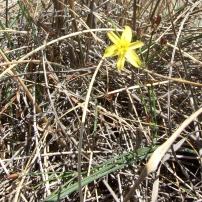 Tricoryne elatior (Yellow Rush Lily) at Epping, VIC - 1 Feb 2007 by WendyEM