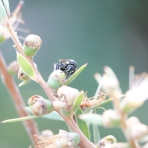 Hylaeus (Hylaeorhiza) nubilosus at Hall, ACT - 7 Mar 2024 09:45 AM