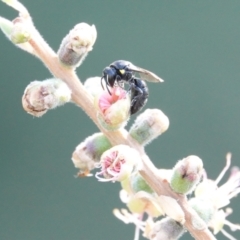 Hylaeus (Hylaeorhiza) nubilosus at Hall, ACT - 7 Mar 2024