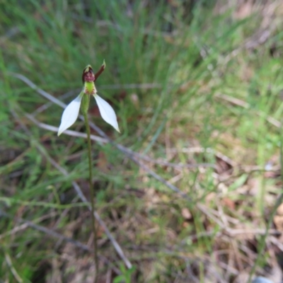 Eriochilus cucullatus (Parson's Bands) at Paddys River, ACT - 6 Mar 2024 by SandraH