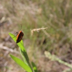 Agonoscelis rutila (Horehound bug) at Tidbinbilla Nature Reserve - 7 Mar 2024 by SandraH