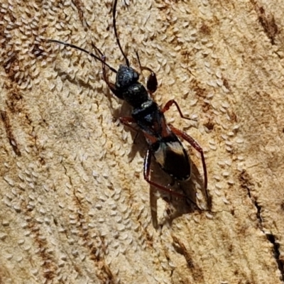 Daerlac cephalotes (Ant Mimicking Seedbug) at Banksia Street Wetland Corridor - 7 Mar 2024 by trevorpreston