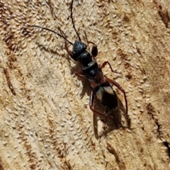 Daerlac cephalotes at Banksia Street Wetland Corridor - 7 Mar 2024