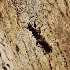 Daerlac cephalotes at Banksia Street Wetland Corridor - 7 Mar 2024