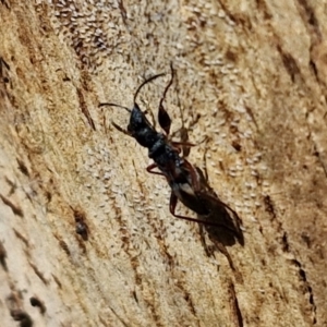 Daerlac cephalotes at Banksia Street Wetland Corridor - 7 Mar 2024 12:48 PM