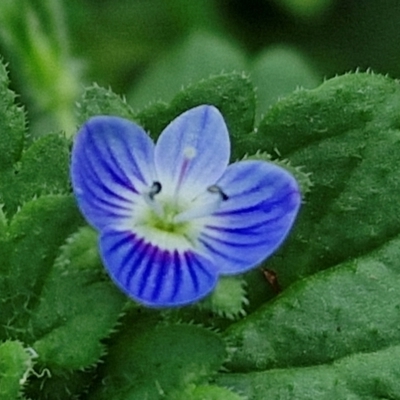 Veronica persica (Creeping Speedwell) at Banksia Street Wetland Corridor - 7 Mar 2024 by trevorpreston