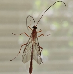 Dicamptus fuscicornis (Ichneumon wasp) at Hawker, ACT - 7 Mar 2024 by sangio7