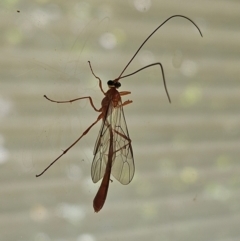 Dicamptus fuscicornis at Hawker, ACT - 7 Mar 2024