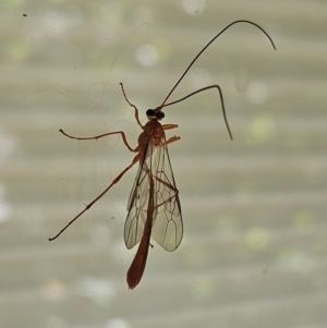 Dicamptus fuscicornis at Hawker, ACT - suppressed