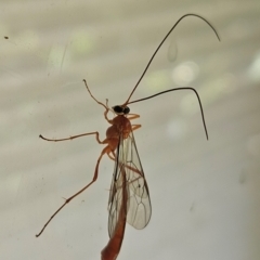 Dicamptus fuscicornis at Hawker, ACT - suppressed