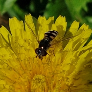 Simosyrphus grandicornis at Banksia Street Wetland Corridor - 7 Mar 2024 12:45 PM