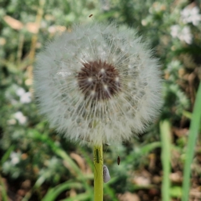 Taraxacum sect. Taraxacum (Dandelion) at O'Connor, ACT - 7 Mar 2024 by trevorpreston