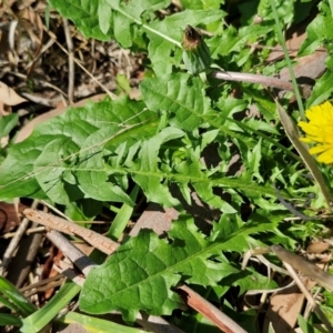 Taraxacum sect. Taraxacum at Banksia Street Wetland Corridor - 7 Mar 2024