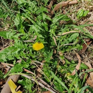 Taraxacum sect. Taraxacum at Banksia Street Wetland Corridor - 7 Mar 2024