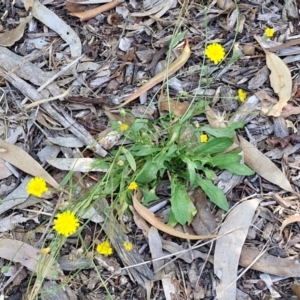 Crepis capillaris at Banksia Street Wetland Corridor - 7 Mar 2024