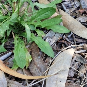 Crepis capillaris at Banksia Street Wetland Corridor - 7 Mar 2024