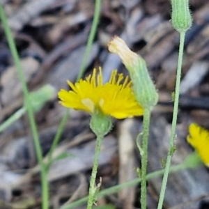 Crepis capillaris at Banksia Street Wetland Corridor - 7 Mar 2024