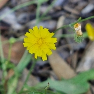 Crepis capillaris at Banksia Street Wetland Corridor - 7 Mar 2024