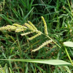 Echinochloa crus-galli at Banksia Street Wetland Corridor - 7 Mar 2024