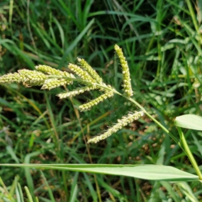 Echinochloa crus-galli (Barnyard Grass) at Banksia Street Wetland Corridor - 7 Mar 2024 by trevorpreston