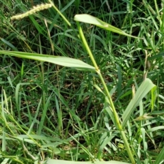 Echinochloa crus-galli at Banksia Street Wetland Corridor - 7 Mar 2024