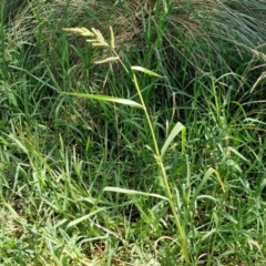 Echinochloa crus-galli at Banksia Street Wetland Corridor - 7 Mar 2024