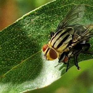 Oxysarcodexia varia at Banksia Street Wetland Corridor - 7 Mar 2024