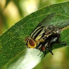 Oxysarcodexia varia at Banksia Street Wetland Corridor - 7 Mar 2024