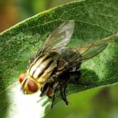 Oxysarcodexia varia at Banksia Street Wetland Corridor - 7 Mar 2024