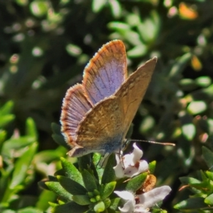 Zizina otis at Banksia Street Wetland Corridor - 7 Mar 2024