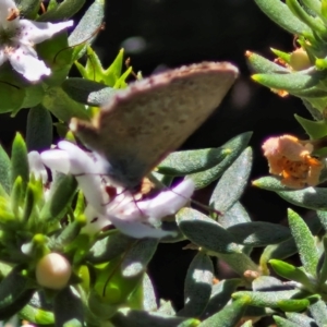 Zizina otis at Banksia Street Wetland Corridor - 7 Mar 2024 12:39 PM