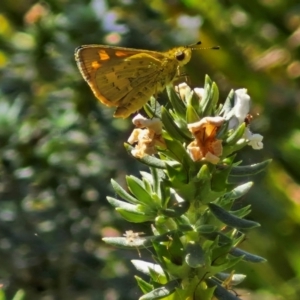 Ocybadistes walkeri at Banksia Street Wetland Corridor - 7 Mar 2024