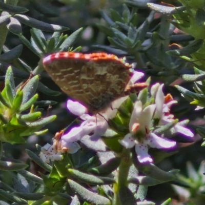 Theclinesthes serpentata (Saltbush Blue) at Banksia Street Wetland Corridor - 7 Mar 2024 by trevorpreston