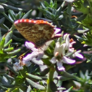 Theclinesthes serpentata at Banksia Street Wetland Corridor - 7 Mar 2024