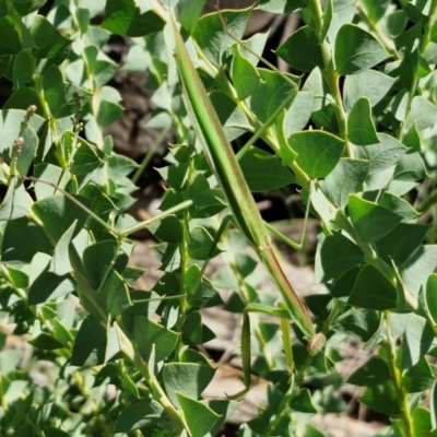 Unidentified Praying mantis (Mantodea) at Banksia Street Wetland Corridor - 7 Mar 2024 by trevorpreston