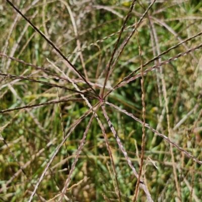 Digitaria sanguinalis (Summer Grass) at Banksia Street Wetland Corridor - 7 Mar 2024 by trevorpreston
