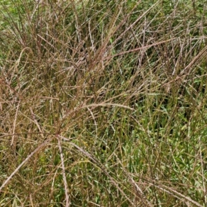 Digitaria sanguinalis at Banksia Street Wetland Corridor - 7 Mar 2024