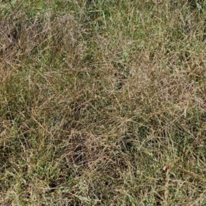 Digitaria sanguinalis at Banksia Street Wetland Corridor - 7 Mar 2024