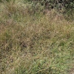 Digitaria sanguinalis at Banksia Street Wetland Corridor - 7 Mar 2024